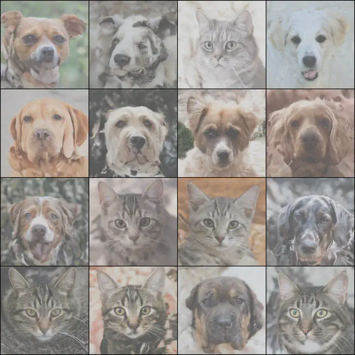 (f) AFHQ, o = 1